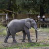 Elephant, Flatdogs Camp, South Luangwa NP, Zambia