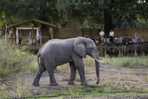 Elephant, Flatdogs Camp, South Luangwa NP, Zambia