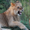 Lion   Oct 2013