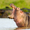 wildlife   hippo