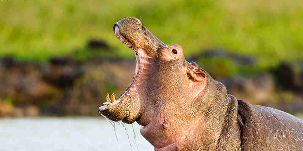 wildlife   hippo