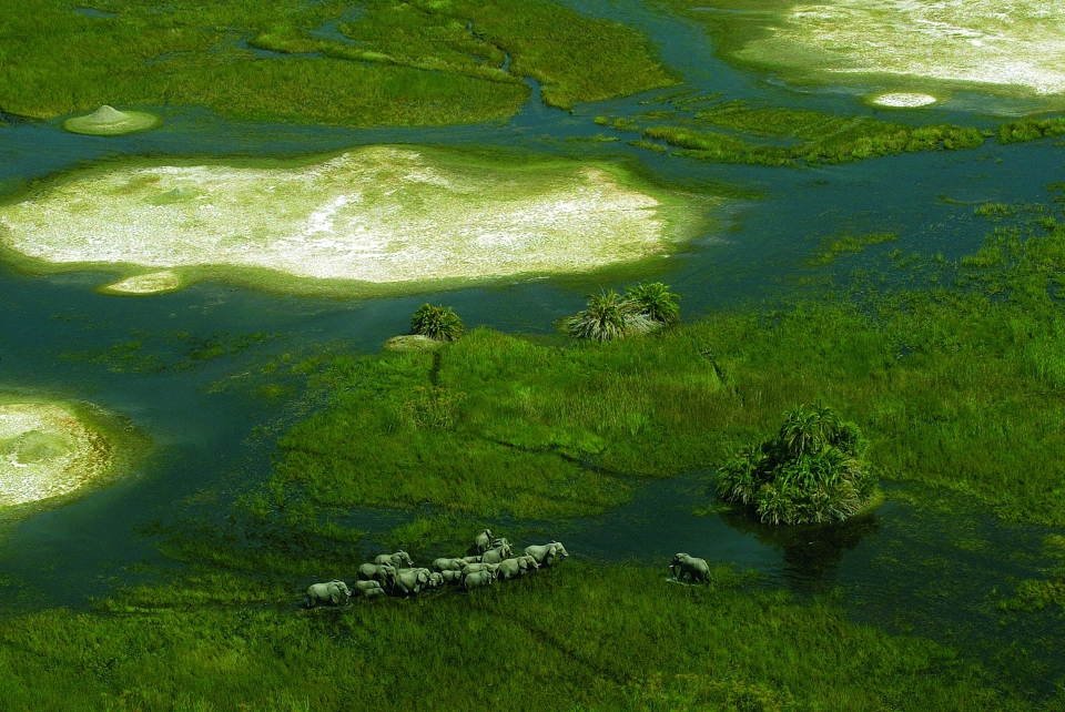 elephant safaris, okavango delta, botswana