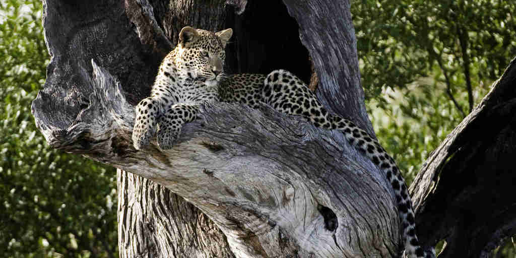 leopard in wildlife, okavango delta, botswana safari vacations