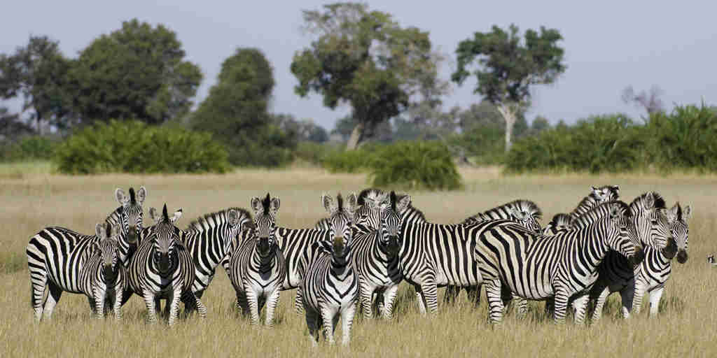 zebra safaris, the linyanti, botswana holiday destination