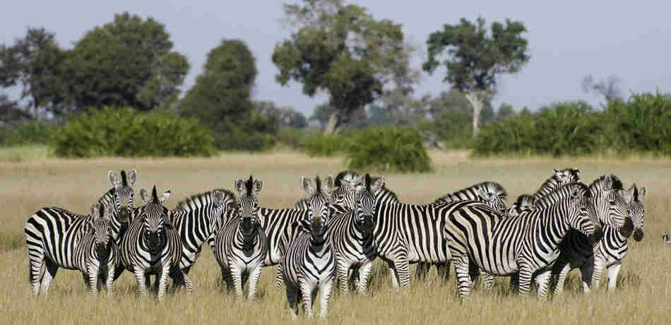 zebra safaris, the linyanti, botswana holiday destination