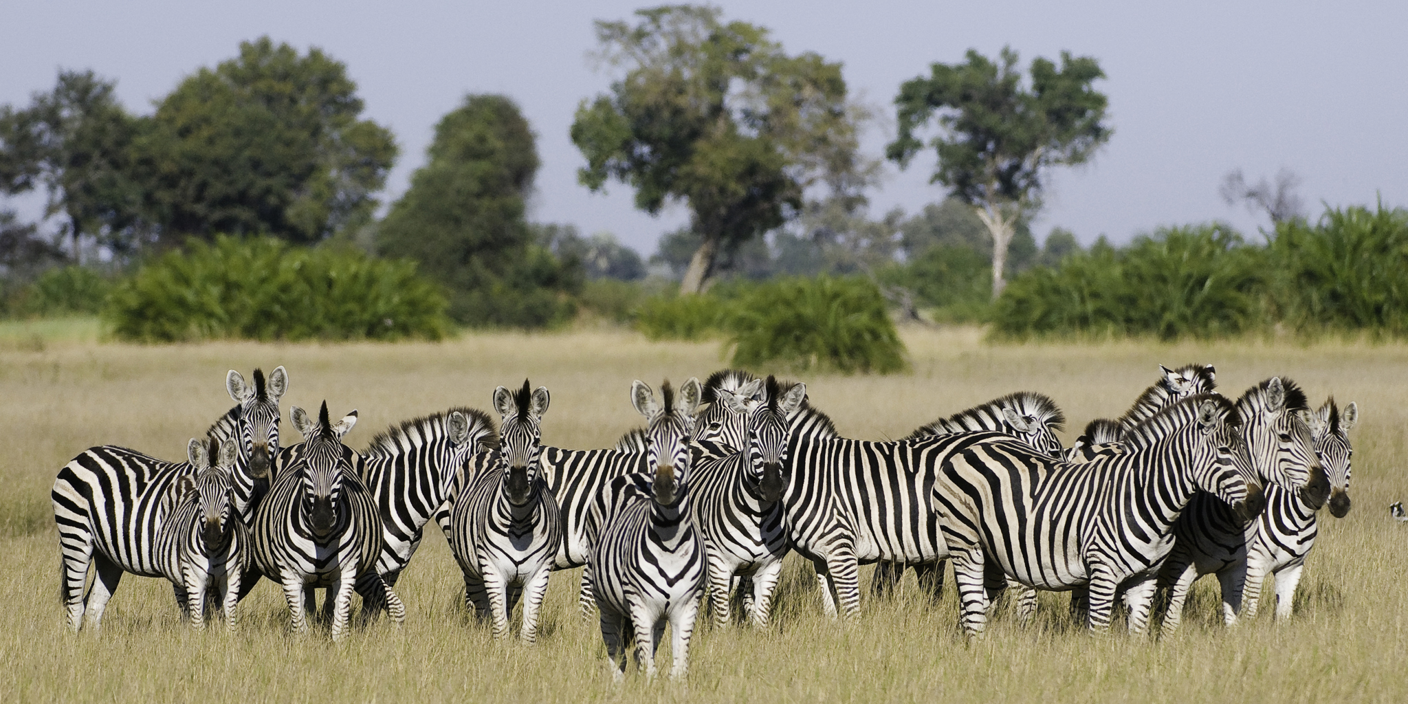 zebra safaris, the linyanti, botswana holiday destination