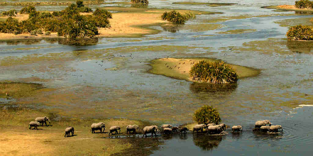 elephant herd, okavango delta, botswana safari holidays