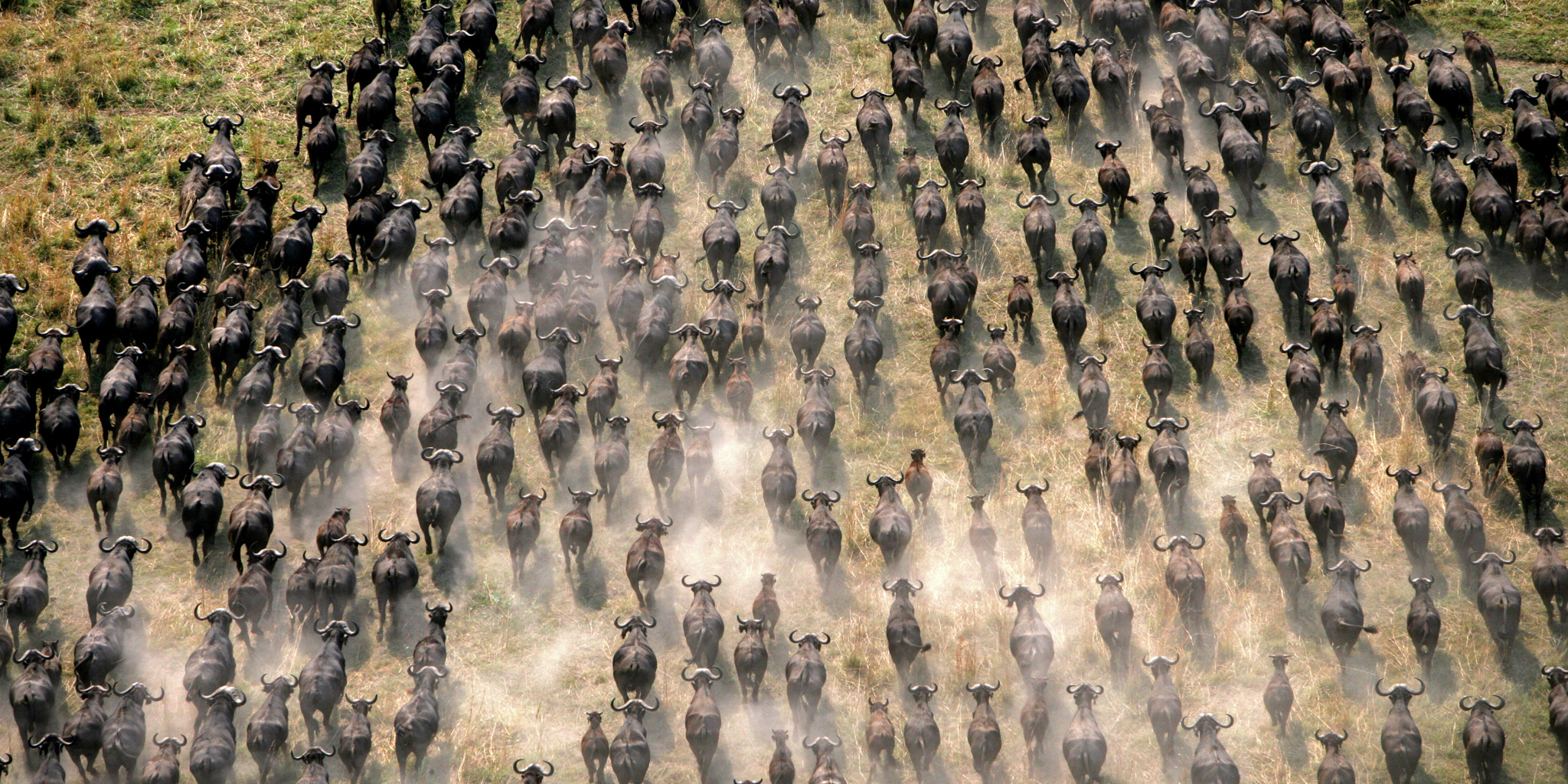 the great migration, the linyanti, botswana safaris