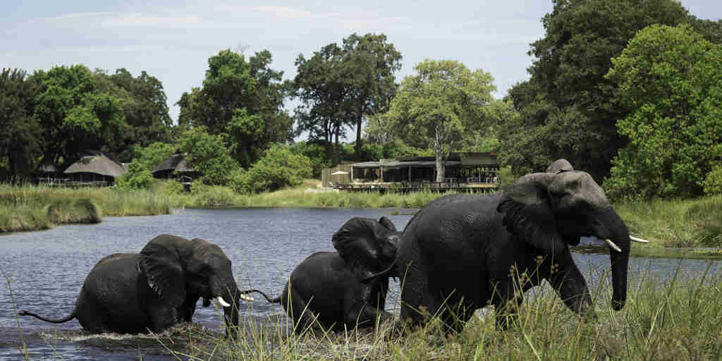 elephants, botswana private reserves, africa safari destinations