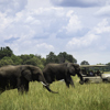 elephant game drive, the linyanti, botswana safari holidays