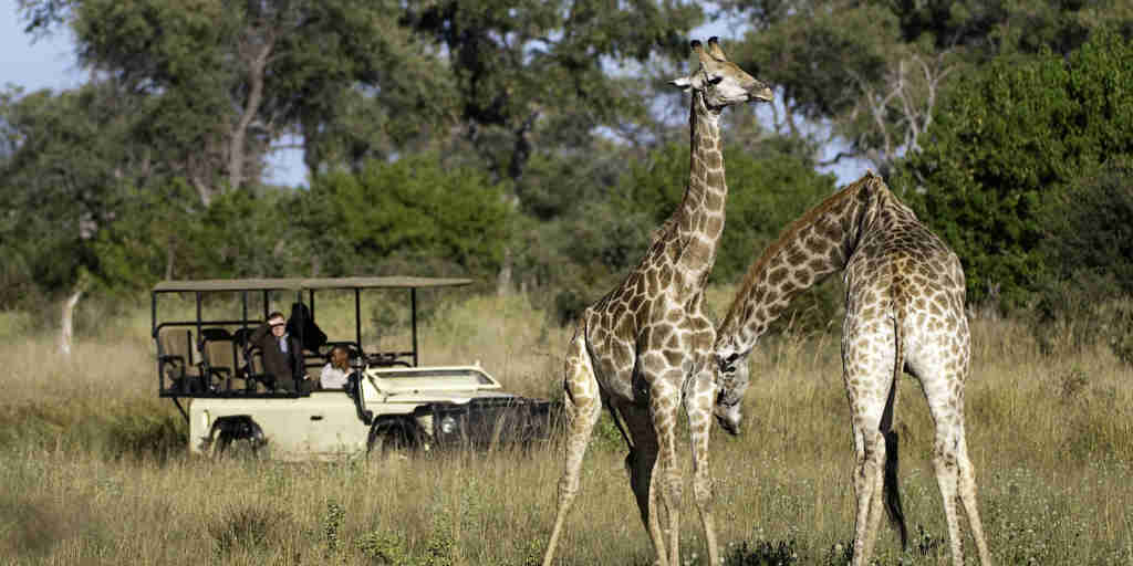 giraffes, botswana private reserves, africa safari destinations