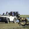 wild dog game drive, the linyanti, botswana safaris