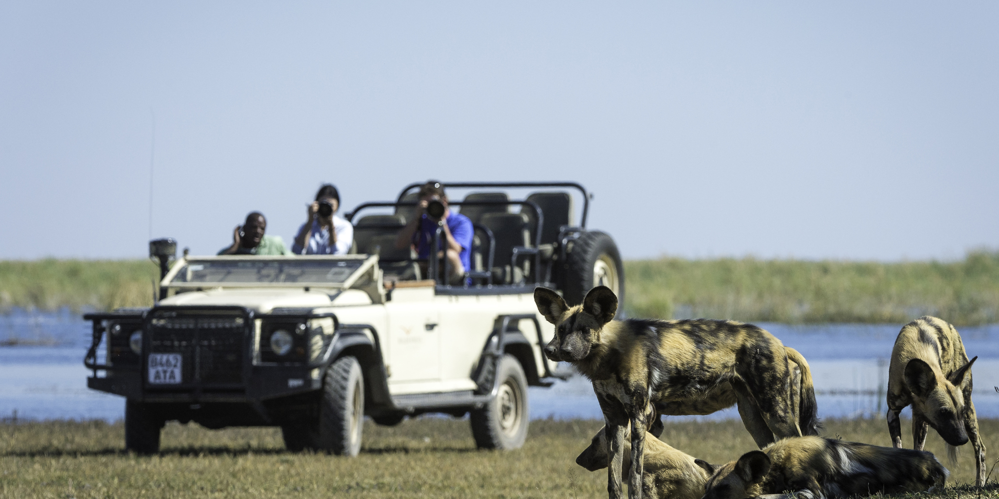 wild dog game drive, the linyanti, botswana safaris