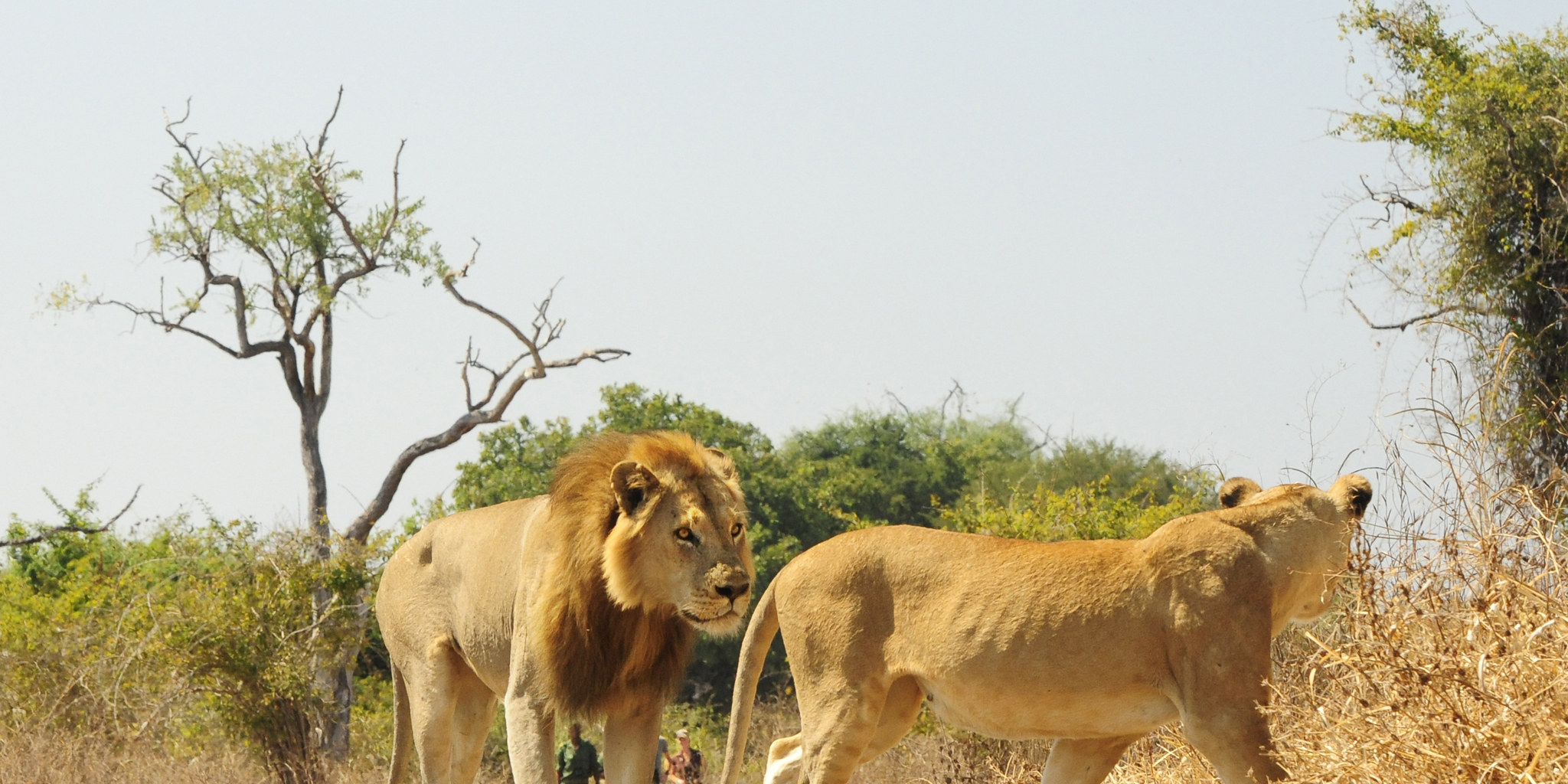 Lion and Lioness Walk