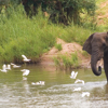 elephant safaris, makuleke contractual park, south africa