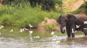 elephant safaris, makuleke contractual park, south africa