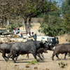 buffalo in south luangwa national park, zambia