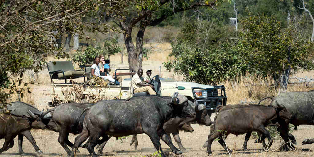 buffalo in south luangwa national park, zambia