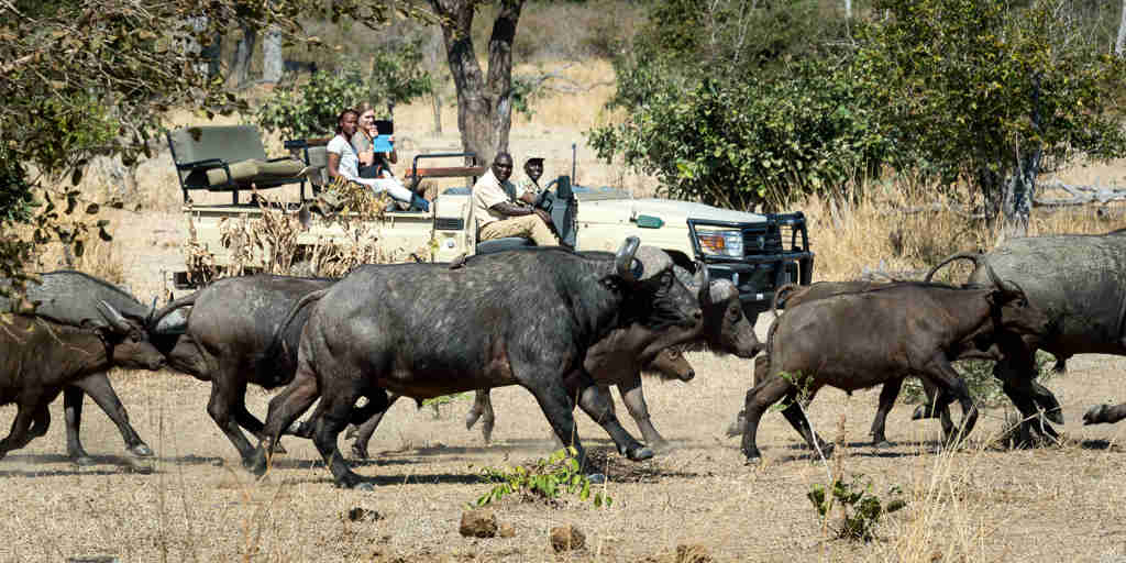 buffalo in south luangwa national park, zambia