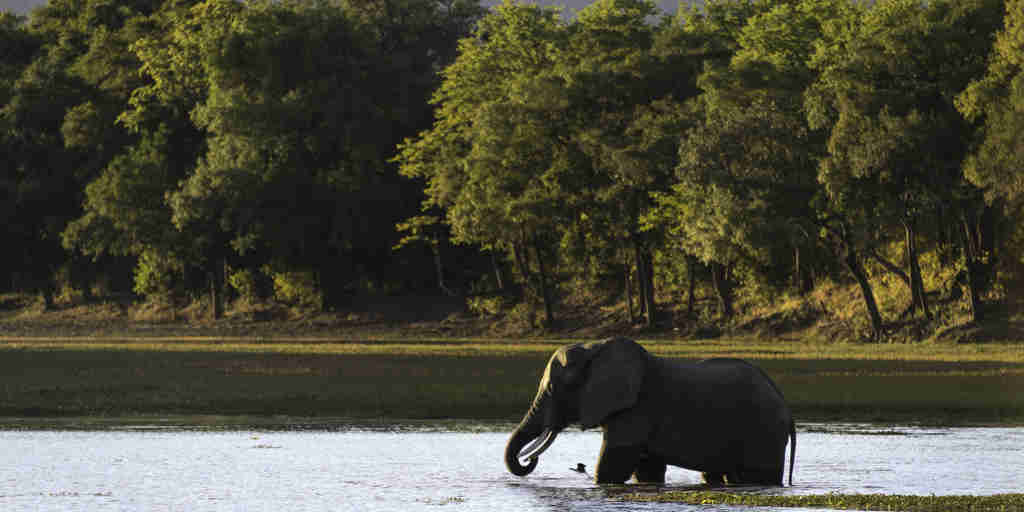 elephant in south luangwa national park, zambia