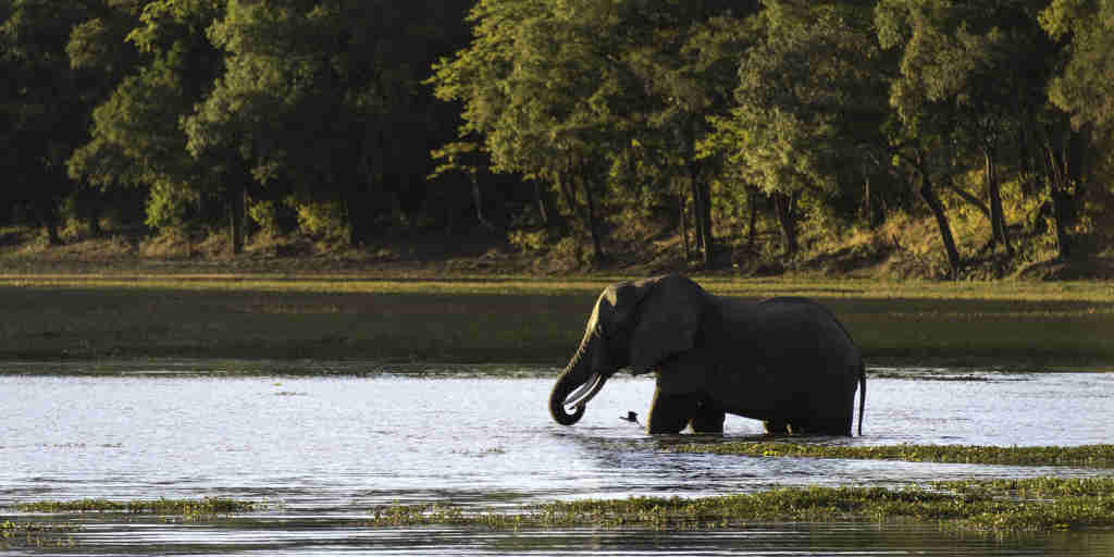 elephant in south luangwa national park, zambia