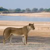 lion in south luangwa national park, zambia safaris