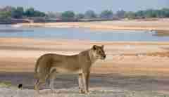 lion in south luangwa national park, zambia safaris