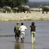 THE BUSHCAMP COMPANY   many elephants to see