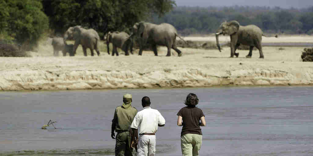 THE BUSHCAMP COMPANY   many elephants to see