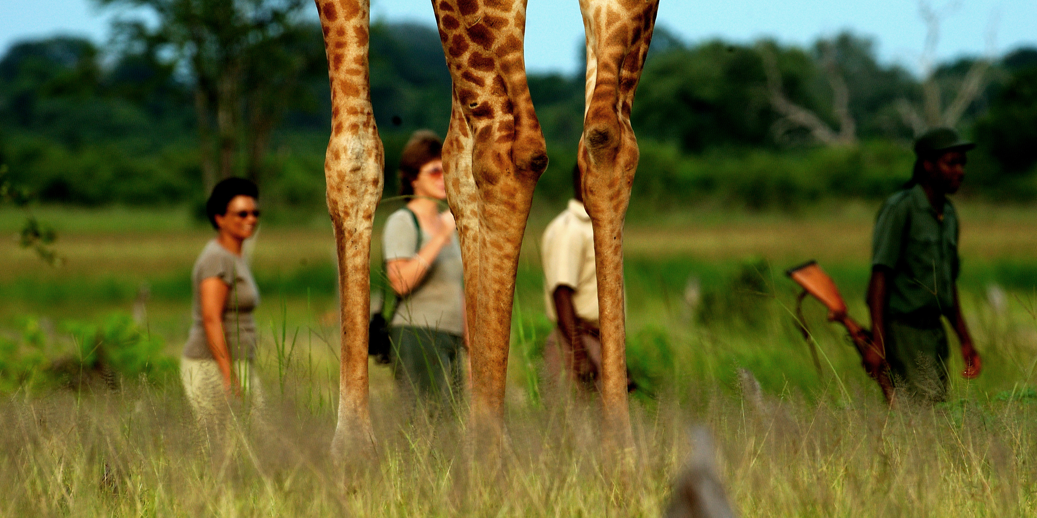 THE BUSHCAMP COMPANY   walking among friendly giants
