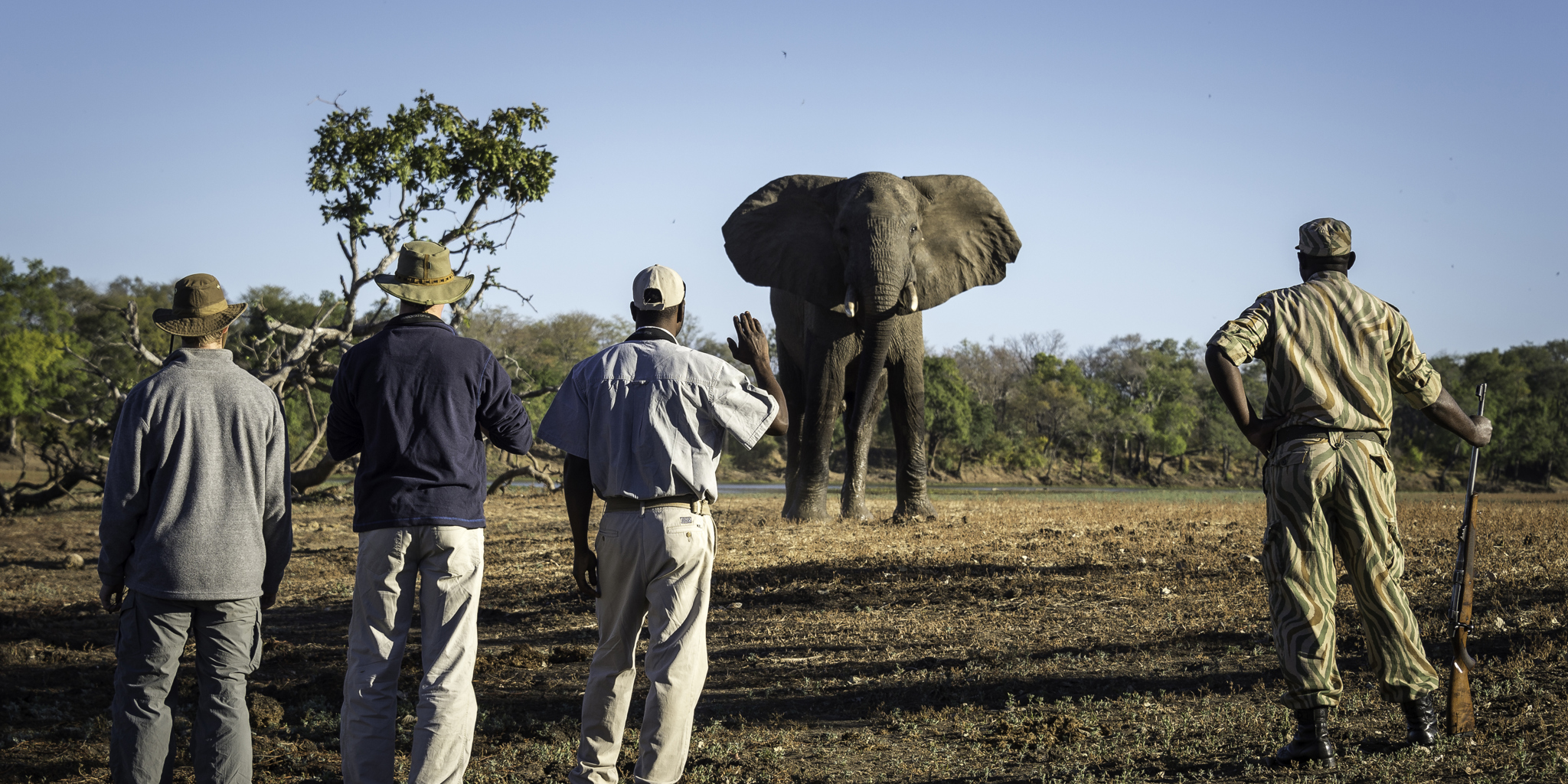 walking safari elephant encounter, zambia holidays