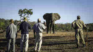 walking safari elephant encounter, zambia vacations