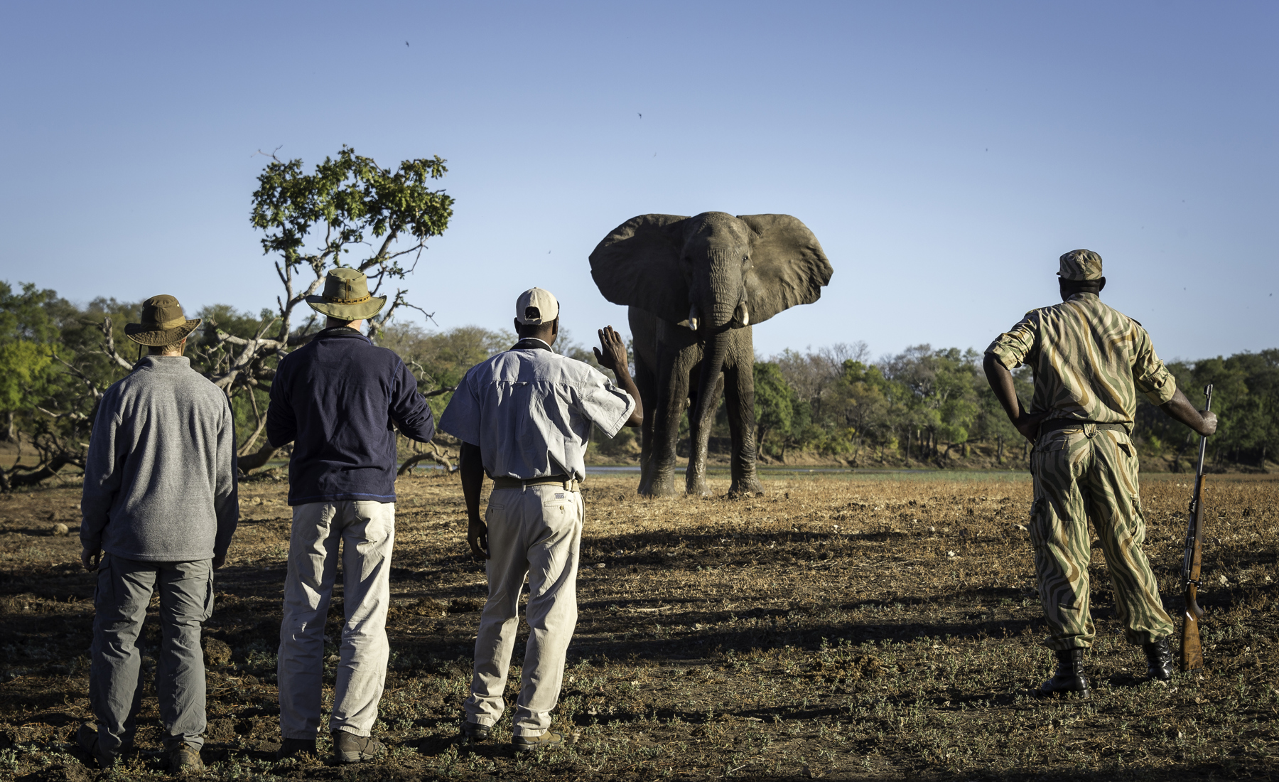 Elephant, South Luangwa National Park, Zambia