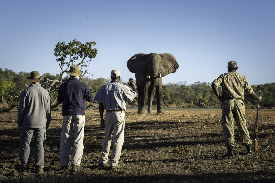 Elephant, South Luangwa National Park, Zambia