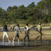 elephant walking safari, south luangwa national park, zambia