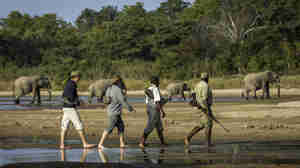 elephant walking safari, south luangwa national park, zambia