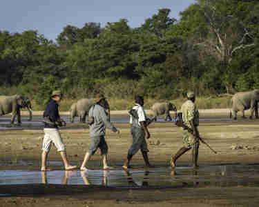 elephant walking safari, south luangwa national park, zambia