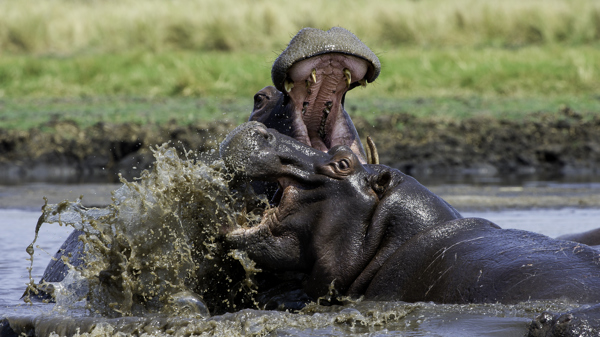 hippo, kafue national park, zambia safari holidays