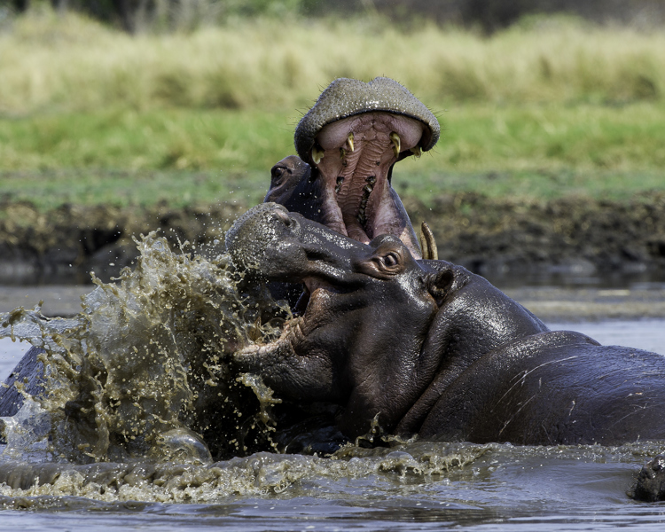 hippo, kafue national park, zambia safari holidays