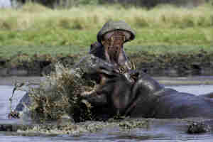 hippo, kafue national park, zambia safari holidays