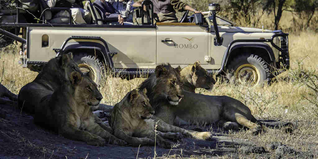 game drive safaris, moremi game reserve, africa holidays