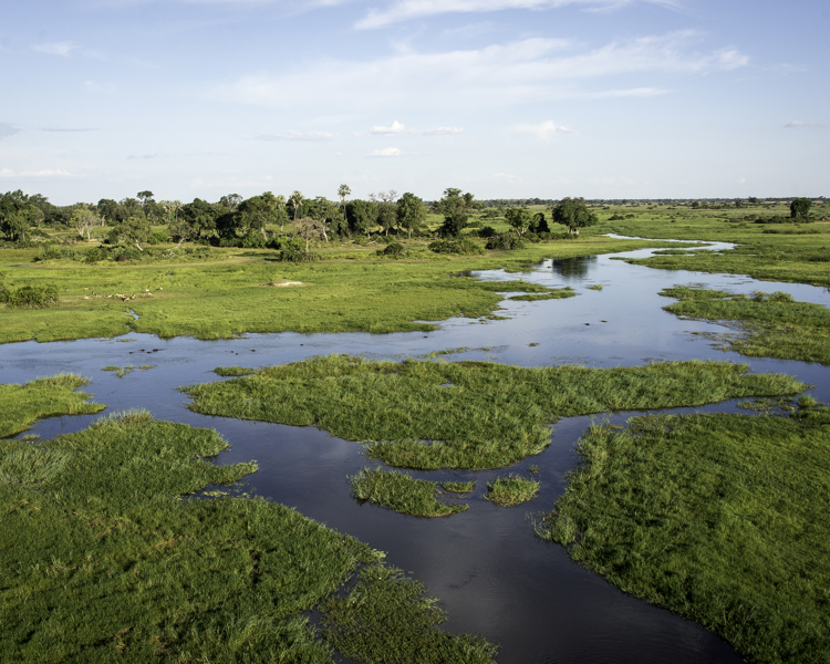 view of moremi game reserve, botswana safari parks