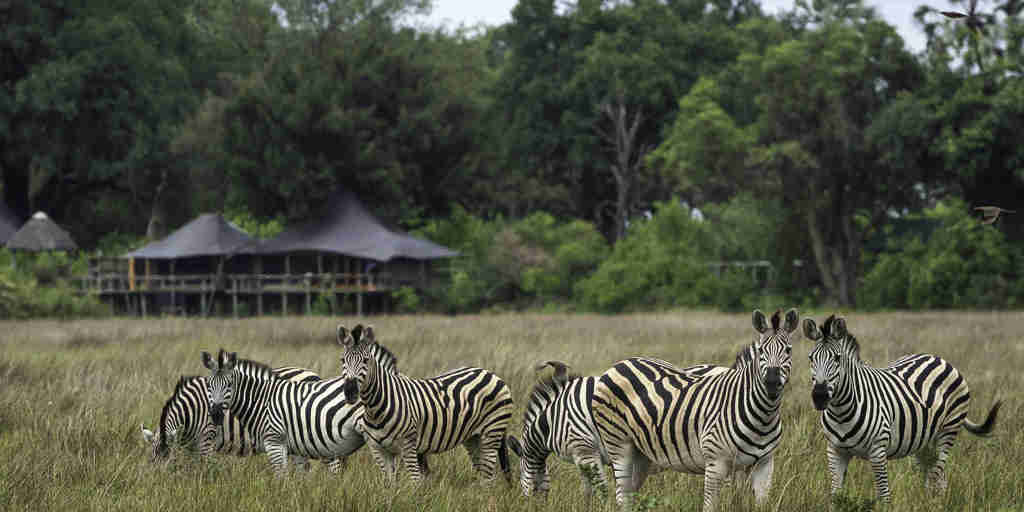 zebra safaris, moremi game reserve, africa holidays