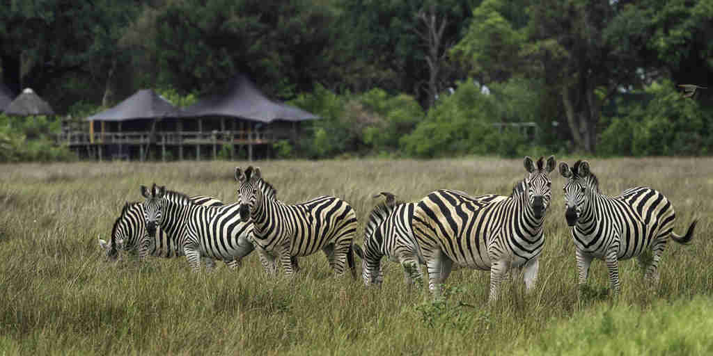 zebra safaris, moremi game reserve, africa vacations