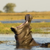 hippo in kafue national park, zambia safaris