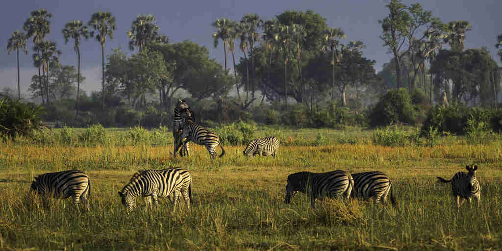 wildlife safaris, moremi game reserve, africa vacations
