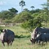 rhino safaris, moremi game reserve, africa vacations