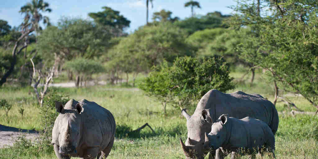 rhino safaris, moremi game reserve, africa holidays
