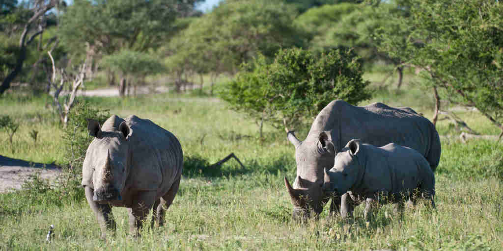 rhino safaris, moremi game reserve, africa vacations