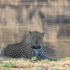 leopard, thornybush game reserve, south africa safaris